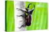 Male Rhinoceros Beetle, Rhino Beetle, Hercules Beetle, Unicorn Beetle, Horn Beetle-enterphoto-Stretched Canvas