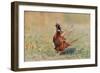 Male Ring-necked pheasant courtship display, Scotland-Laurie Campbell-Framed Photographic Print