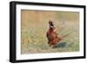 Male Ring-necked pheasant courtship display, Scotland-Laurie Campbell-Framed Photographic Print