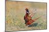 Male Ring-necked pheasant courtship display, Scotland-Laurie Campbell-Mounted Photographic Print