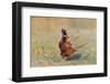 Male Ring-necked pheasant courtship display, Scotland-Laurie Campbell-Framed Photographic Print