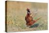 Male Ring-necked pheasant courtship display, Scotland-Laurie Campbell-Stretched Canvas