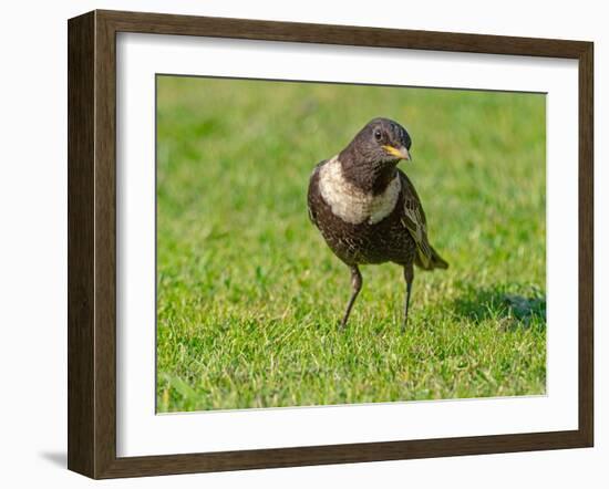 Male Ring ouzel standing on a garden lawn, Norfolk, UK-Ernie Janes-Framed Photographic Print