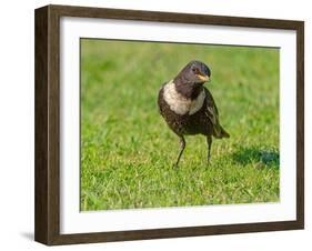 Male Ring ouzel standing on a garden lawn, Norfolk, UK-Ernie Janes-Framed Photographic Print