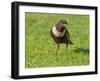 Male Ring ouzel standing on a garden lawn, Norfolk, UK-Ernie Janes-Framed Photographic Print