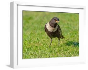 Male Ring ouzel standing on a garden lawn, Norfolk, UK-Ernie Janes-Framed Photographic Print