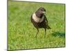 Male Ring ouzel standing on a garden lawn, Norfolk, UK-Ernie Janes-Mounted Photographic Print