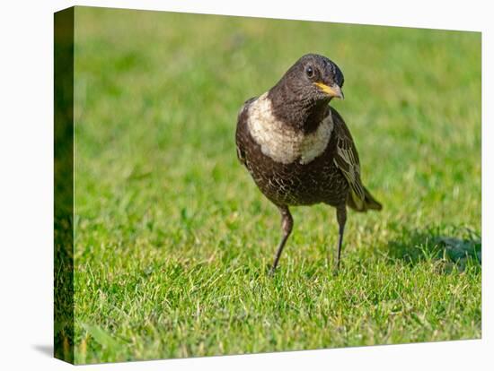 Male Ring ouzel standing on a garden lawn, Norfolk, UK-Ernie Janes-Stretched Canvas