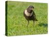 Male Ring ouzel standing on a garden lawn, Norfolk, UK-Ernie Janes-Stretched Canvas