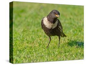 Male Ring ouzel standing on a garden lawn, Norfolk, UK-Ernie Janes-Stretched Canvas