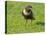 Male Ring ouzel standing on a garden lawn, Norfolk, UK-Ernie Janes-Stretched Canvas