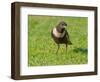 Male Ring ouzel standing on a garden lawn, Norfolk, UK-Ernie Janes-Framed Photographic Print