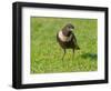 Male Ring ouzel standing on a garden lawn, Norfolk, UK-Ernie Janes-Framed Photographic Print