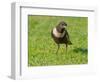 Male Ring ouzel standing on a garden lawn, Norfolk, UK-Ernie Janes-Framed Photographic Print