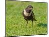 Male Ring ouzel standing on a garden lawn, Norfolk, UK-Ernie Janes-Mounted Photographic Print