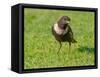 Male Ring ouzel standing on a garden lawn, Norfolk, UK-Ernie Janes-Framed Stretched Canvas