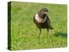 Male Ring ouzel standing on a garden lawn, Norfolk, UK-Ernie Janes-Stretched Canvas