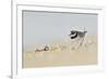 Male Ringed Plover (Charadrius Hiaticula) on Beach, Outer Hebrides, Scotland, UK, June-Fergus Gill-Framed Photographic Print