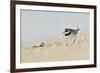 Male Ringed Plover (Charadrius Hiaticula) on Beach, Outer Hebrides, Scotland, UK, June-Fergus Gill-Framed Photographic Print