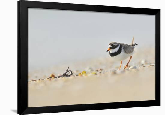 Male Ringed Plover (Charadrius Hiaticula) on Beach, Outer Hebrides, Scotland, UK, June-Fergus Gill-Framed Photographic Print