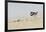 Male Ringed Plover (Charadrius Hiaticula) on Beach, Outer Hebrides, Scotland, UK, June-Fergus Gill-Framed Photographic Print