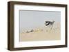 Male Ringed Plover (Charadrius Hiaticula) on Beach, Outer Hebrides, Scotland, UK, June-Fergus Gill-Framed Photographic Print