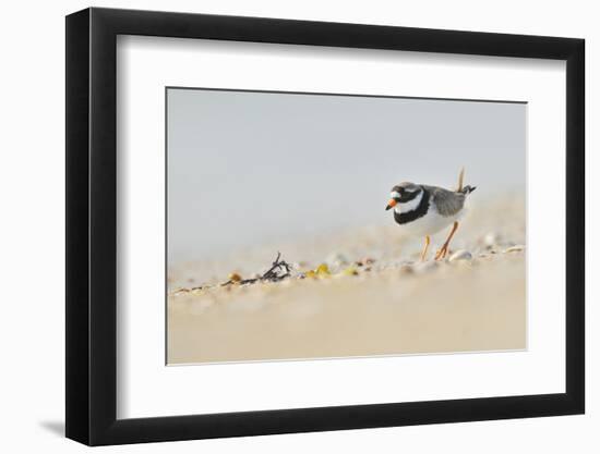 Male Ringed Plover (Charadrius Hiaticula) on Beach, Outer Hebrides, Scotland, UK, June-Fergus Gill-Framed Photographic Print