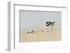 Male Ringed Plover (Charadrius Hiaticula) on Beach, Outer Hebrides, Scotland, UK, June-Fergus Gill-Framed Photographic Print