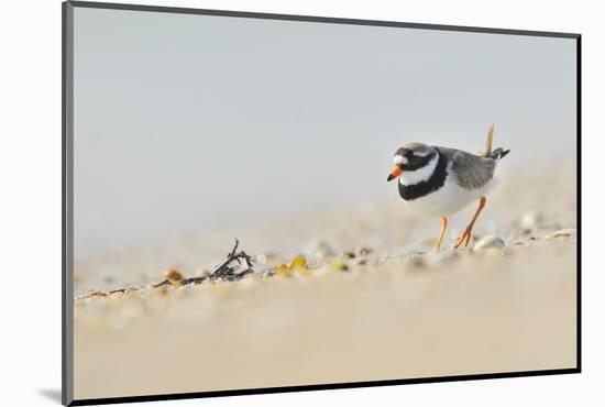 Male Ringed Plover (Charadrius Hiaticula) on Beach, Outer Hebrides, Scotland, UK, June-Fergus Gill-Mounted Photographic Print