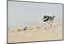 Male Ringed Plover (Charadrius Hiaticula) on Beach, Outer Hebrides, Scotland, UK, June-Fergus Gill-Mounted Photographic Print