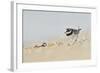 Male Ringed Plover (Charadrius Hiaticula) on Beach, Outer Hebrides, Scotland, UK, June-Fergus Gill-Framed Photographic Print