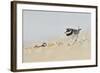 Male Ringed Plover (Charadrius Hiaticula) on Beach, Outer Hebrides, Scotland, UK, June-Fergus Gill-Framed Photographic Print