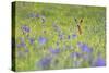 Male Roe Deer (Capreolus Capreolus) in Flower Meadow with Siberian Irises (Iris Sibirica) Slovakia-Wothe-Stretched Canvas