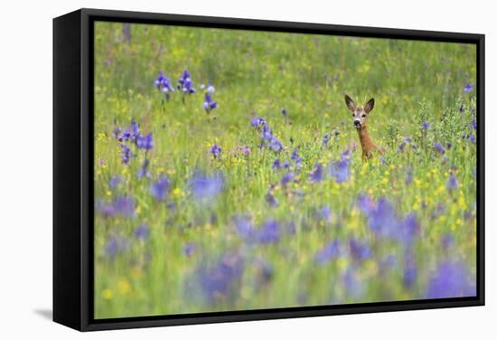 Male Roe Deer (Capreolus Capreolus) in Flower Meadow with Siberian Irises (Iris Sibirica) Slovakia-Wothe-Framed Stretched Canvas