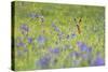 Male Roe Deer (Capreolus Capreolus) in Flower Meadow with Siberian Irises (Iris Sibirica) Slovakia-Wothe-Stretched Canvas