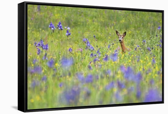 Male Roe Deer (Capreolus Capreolus) in Flower Meadow with Siberian Irises (Iris Sibirica) Slovakia-Wothe-Framed Stretched Canvas