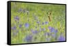 Male Roe Deer (Capreolus Capreolus) in Flower Meadow with Siberian Irises (Iris Sibirica) Slovakia-Wothe-Framed Stretched Canvas