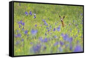 Male Roe Deer (Capreolus Capreolus) in Flower Meadow with Siberian Irises (Iris Sibirica) Slovakia-Wothe-Framed Stretched Canvas