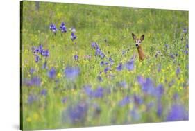 Male Roe Deer (Capreolus Capreolus) in Flower Meadow with Siberian Irises (Iris Sibirica) Slovakia-Wothe-Stretched Canvas