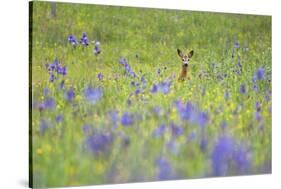 Male Roe Deer (Capreolus Capreolus) in Flower Meadow with Siberian Irises (Iris Sibirica) Slovakia-Wothe-Stretched Canvas