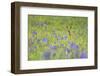 Male Roe Deer (Capreolus Capreolus) in Flower Meadow with Siberian Irises (Iris Sibirica) Slovakia-Wothe-Framed Premium Photographic Print