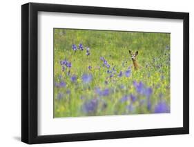 Male Roe Deer (Capreolus Capreolus) in Flower Meadow with Siberian Irises (Iris Sibirica) Slovakia-Wothe-Framed Premium Photographic Print