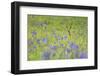 Male Roe Deer (Capreolus Capreolus) in Flower Meadow with Siberian Irises (Iris Sibirica) Slovakia-Wothe-Framed Premium Photographic Print