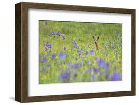 Male Roe Deer (Capreolus Capreolus) in Flower Meadow with Siberian Irises (Iris Sibirica) Slovakia-Wothe-Framed Photographic Print