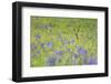 Male Roe Deer (Capreolus Capreolus) in Flower Meadow with Siberian Irises (Iris Sibirica) Slovakia-Wothe-Framed Photographic Print