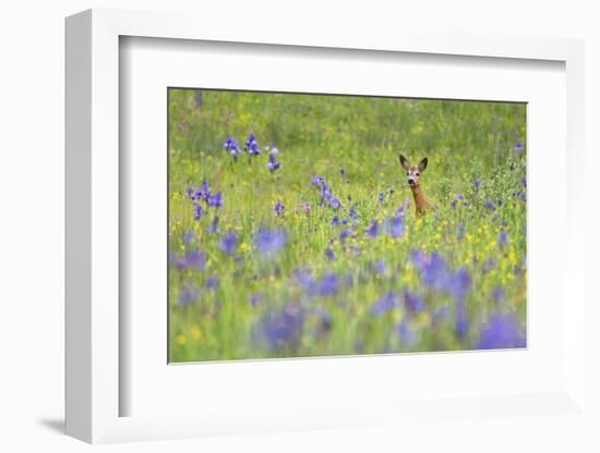 Male Roe Deer (Capreolus Capreolus) in Flower Meadow with Siberian Irises (Iris Sibirica) Slovakia-Wothe-Framed Photographic Print