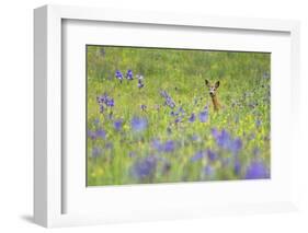 Male Roe Deer (Capreolus Capreolus) in Flower Meadow with Siberian Irises (Iris Sibirica) Slovakia-Wothe-Framed Photographic Print