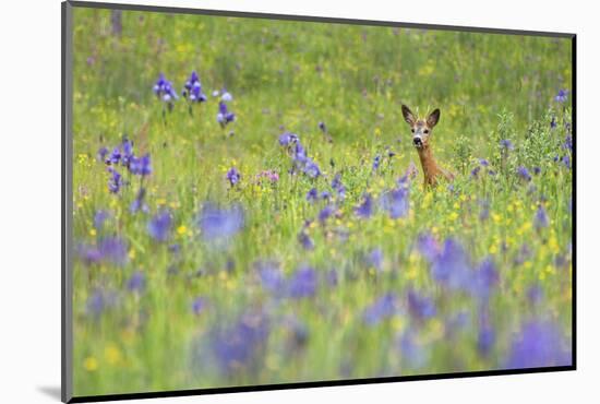 Male Roe Deer (Capreolus Capreolus) in Flower Meadow with Siberian Irises (Iris Sibirica) Slovakia-Wothe-Mounted Photographic Print