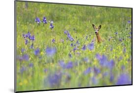 Male Roe Deer (Capreolus Capreolus) in Flower Meadow with Siberian Irises (Iris Sibirica) Slovakia-Wothe-Mounted Photographic Print