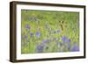 Male Roe Deer (Capreolus Capreolus) in Flower Meadow with Siberian Irises (Iris Sibirica) Slovakia-Wothe-Framed Photographic Print